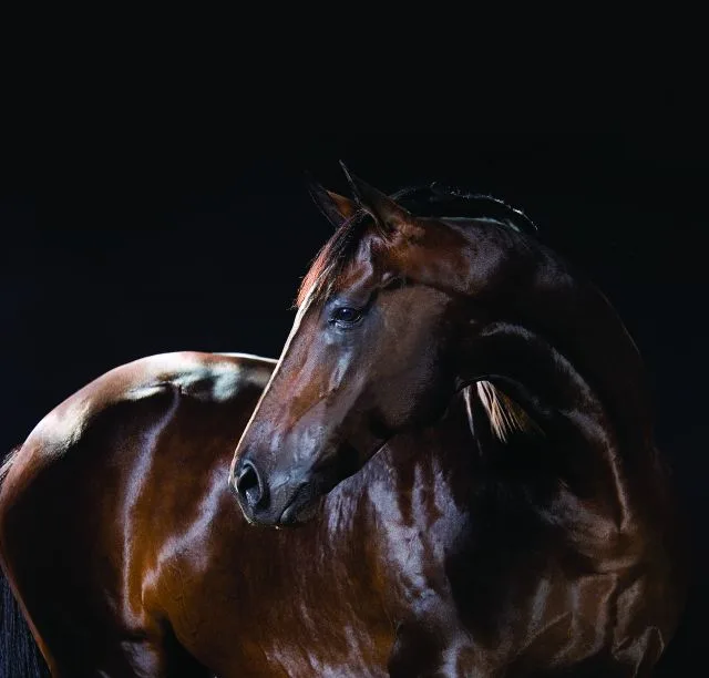 Tracy Fenney Wins $25,000 Grand Prix at Dallas Harvest Horse Show