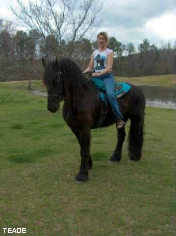 Teade (Friesian Horse For Sale)