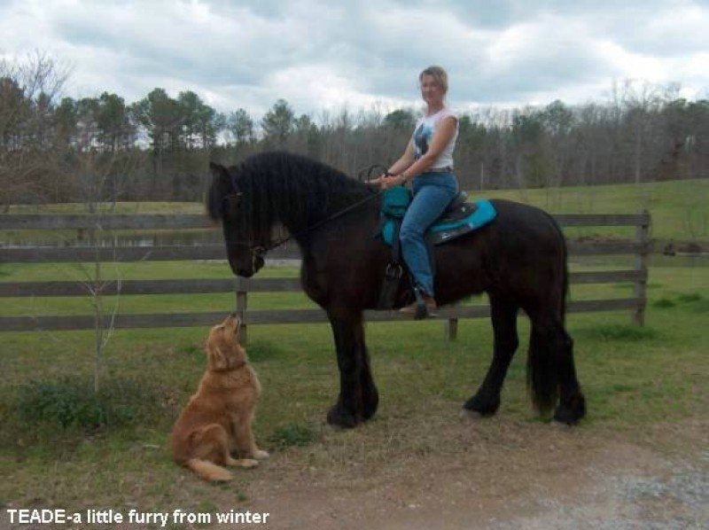 Teade (Friesian caballo para la venta)-Teade (Friesian Horse For Sale)