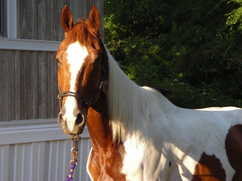 Blaze     Registered as